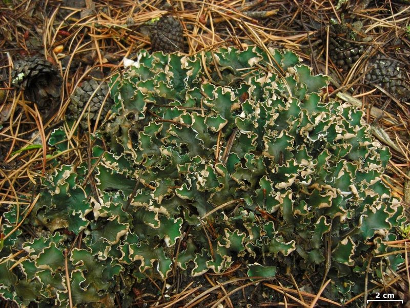 Peltigera malacea