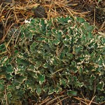 Peltigera malacea