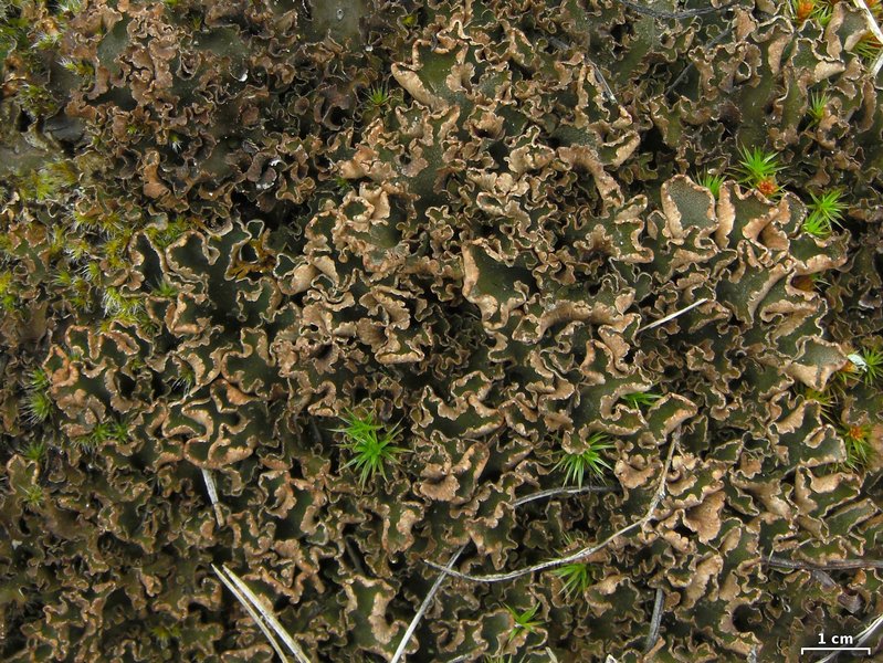 Peltigera malacea