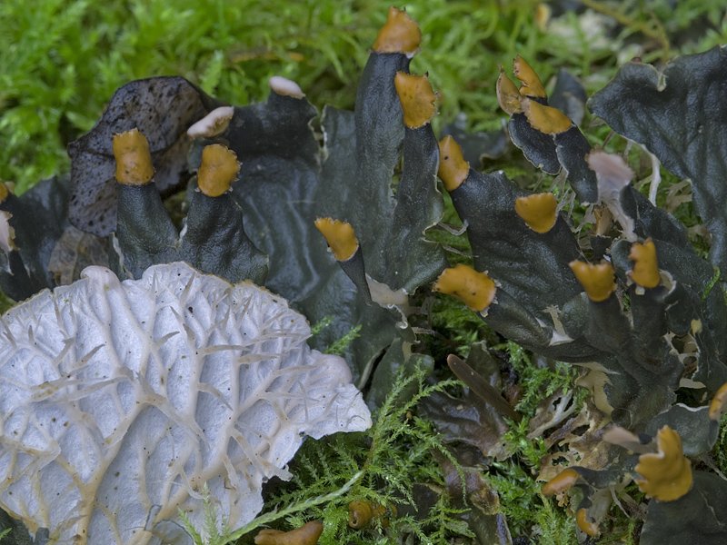 Peltigera membranacea