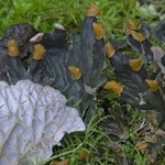 Peltigera membranacea