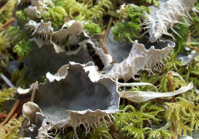 Peltigera membranacea