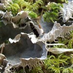 Peltigera membranacea