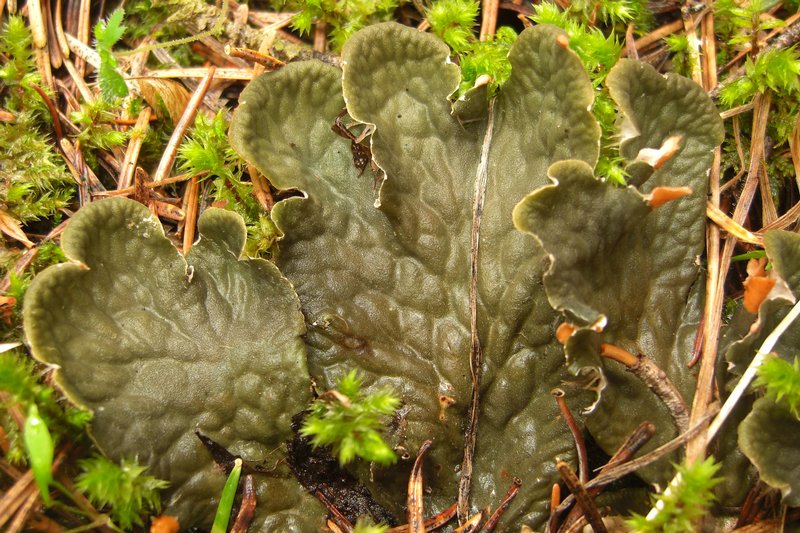 Peltigera membranacea