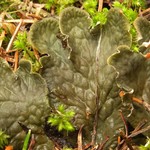 Peltigera membranacea