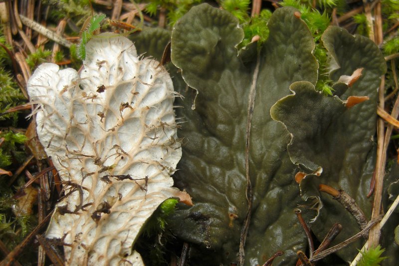 Peltigera membranacea