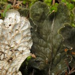 Peltigera membranacea