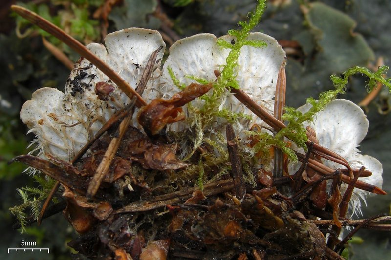 Peltigera membranacea