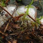 Peltigera membranacea