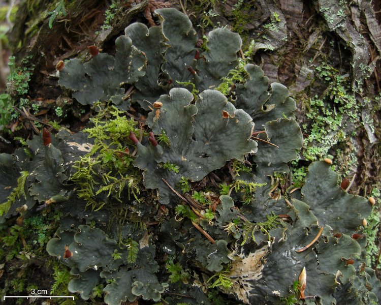 Peltigera membranacea