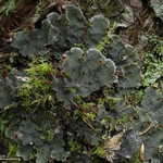 Peltigera membranacea