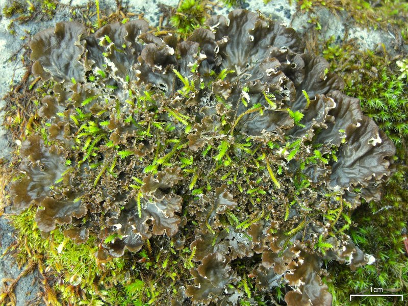 Peltigera membranacea