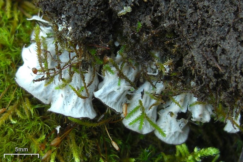 Peltigera membranacea
