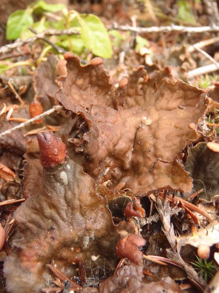 Peltigera membranacea