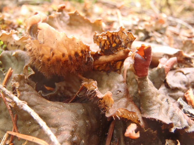 Peltigera membranacea