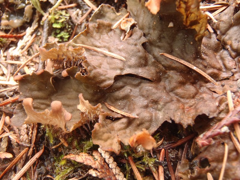 Peltigera membranacea