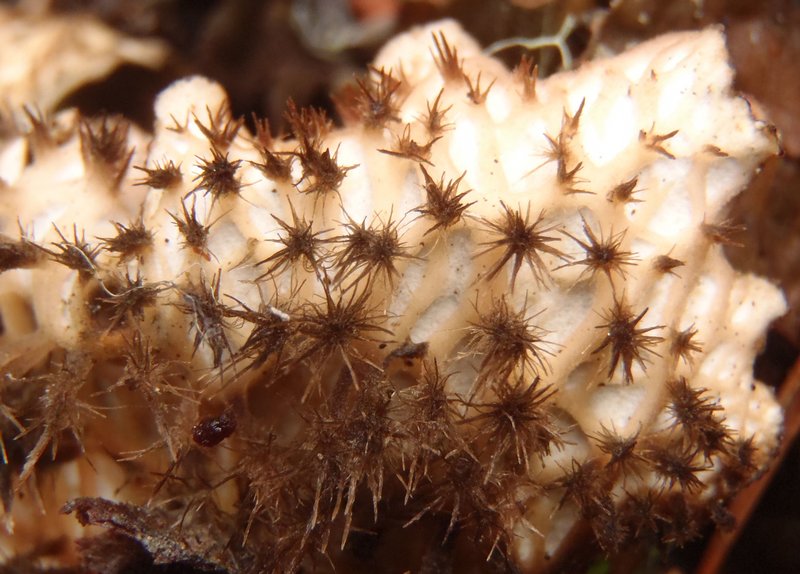 Peltigera membranacea