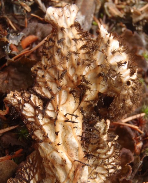 Peltigera membranacea
