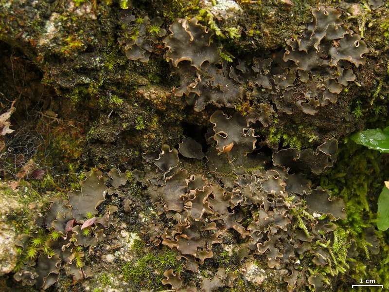 Peltigera monticola