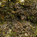 Peltigera monticola