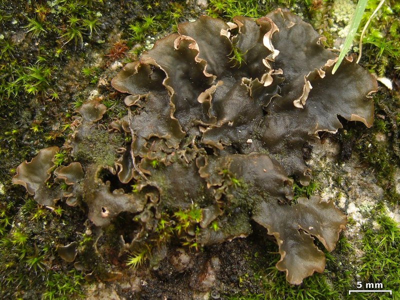 Peltigera monticola