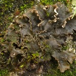 Peltigera monticola