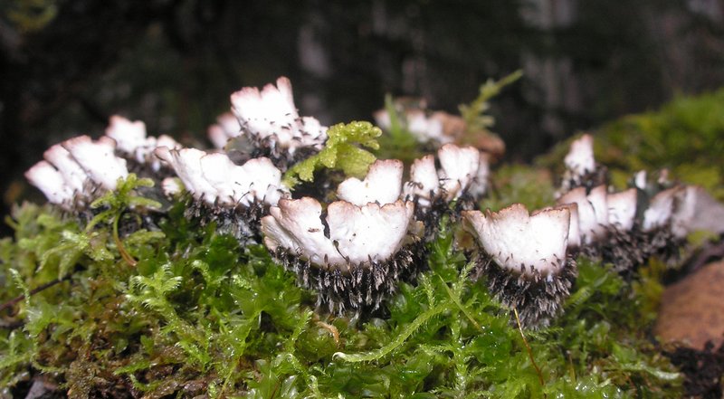 Peltigera neckeri