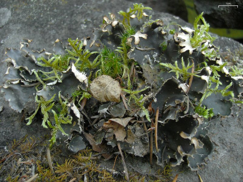 Peltigera neckeri