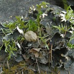 Peltigera neckeri