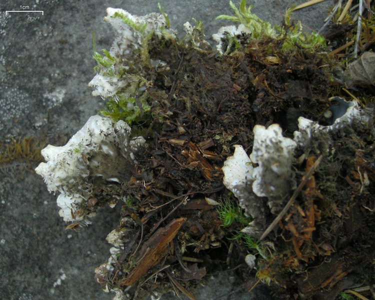 Peltigera neckeri