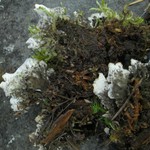 Peltigera neckeri