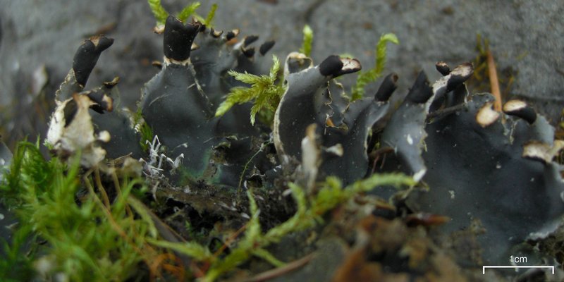 Peltigera neckeri