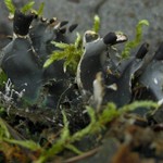 Peltigera neckeri