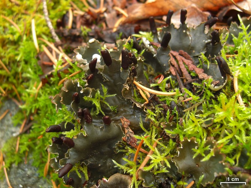 Peltigera neckeri