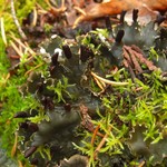 Peltigera neckeri