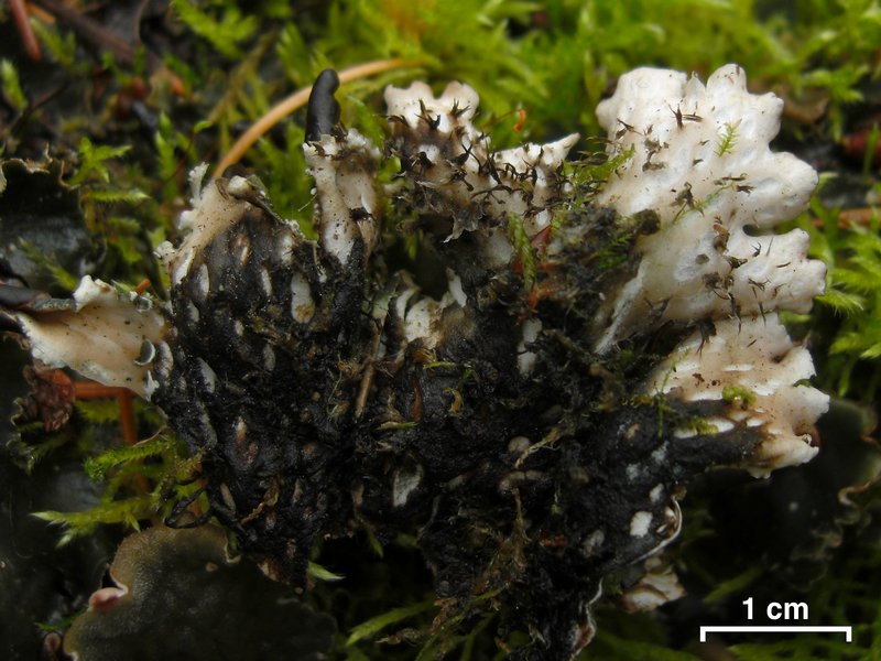 Peltigera neckeri