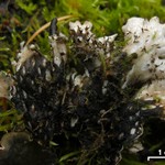 Peltigera neckeri