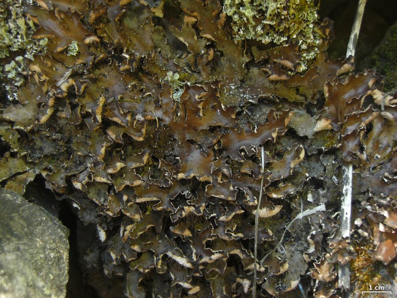 Peltigera neckeri