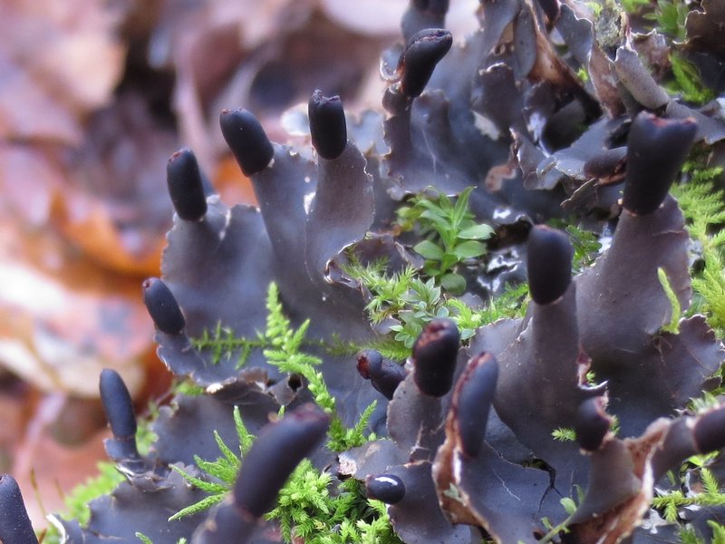 Peltigera neckeri