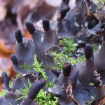 Peltigera neckeri