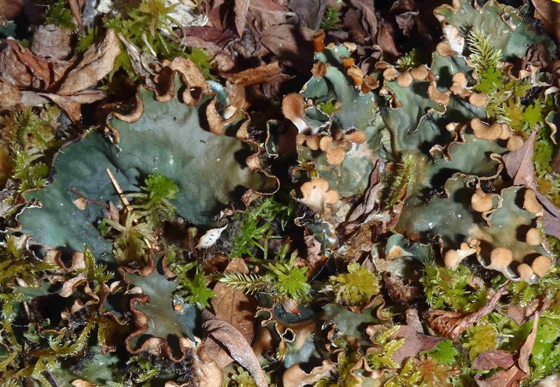 Peltigera neopolydactyla