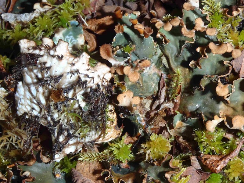 Peltigera neopolydactyla