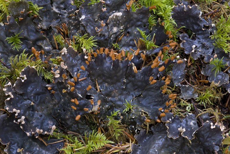 Peltigera neopolydactyla