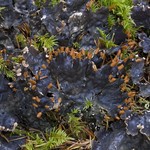 Peltigera neopolydactyla