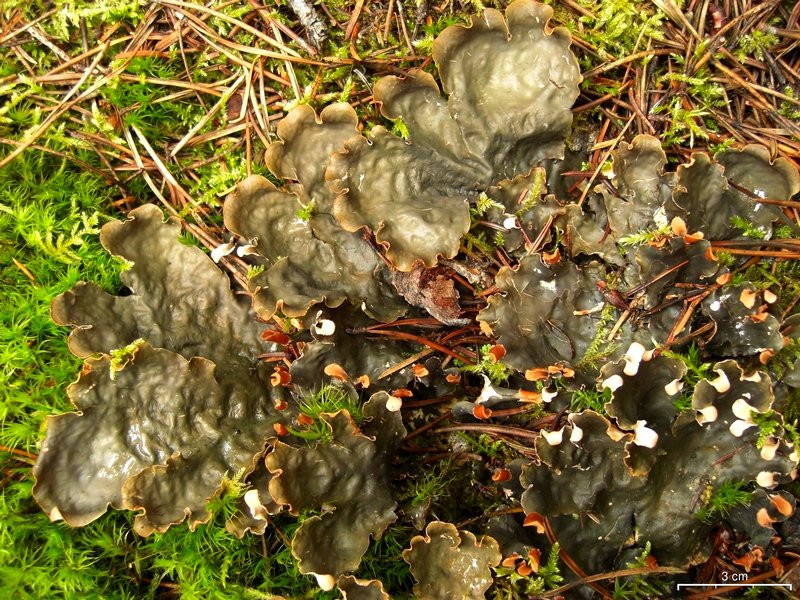 Peltigera neopolydactyla