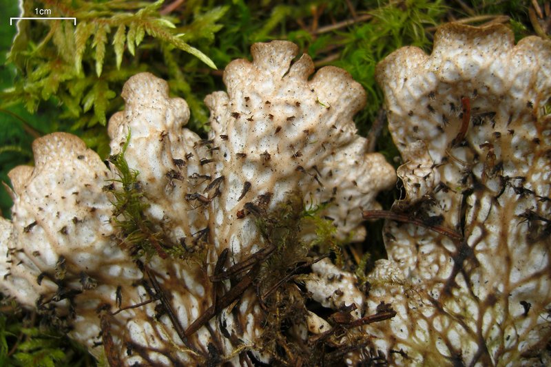 Peltigera neopolydactyla