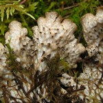 Peltigera neopolydactyla