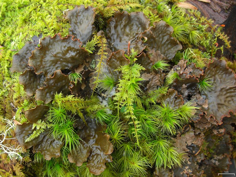 Peltigera neopolydactyla