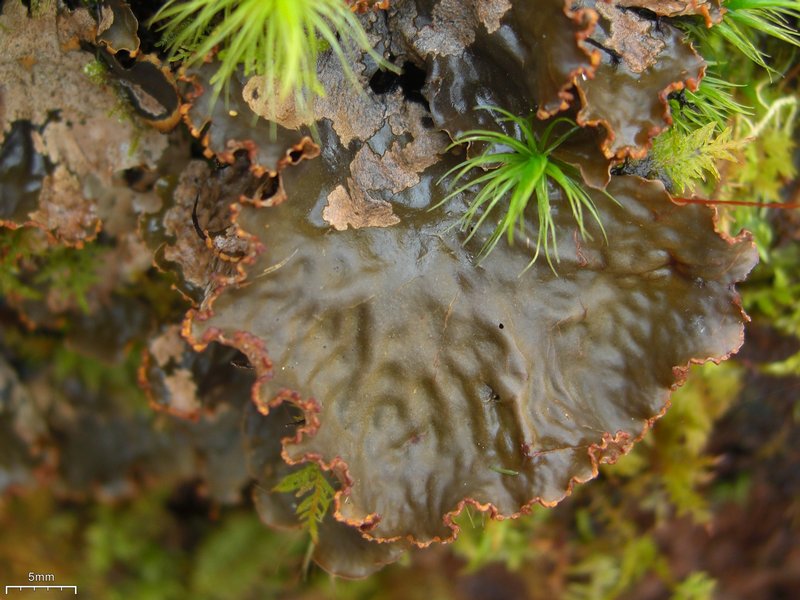 Peltigera neopolydactyla