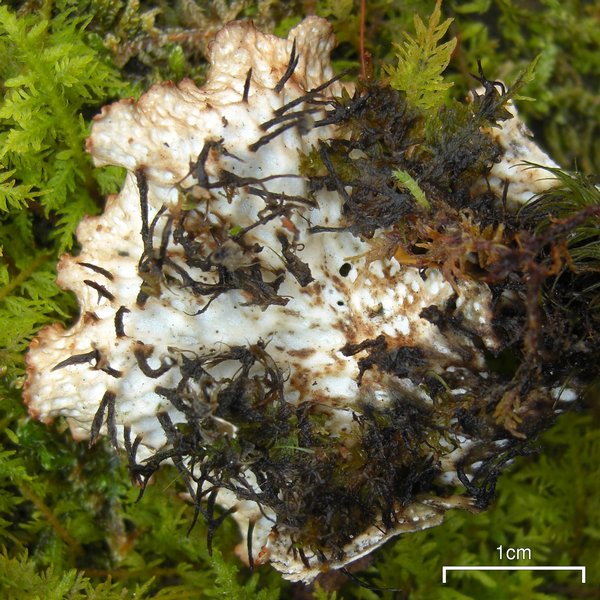 Peltigera neopolydactyla